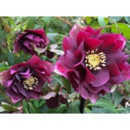 Морозник Helleborus Double Ellen Red